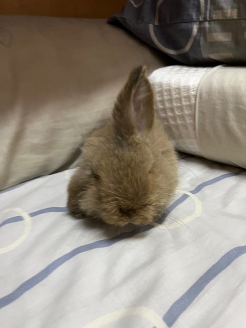 Simba - Holland Lop Rabbit