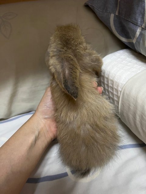 Simba - Holland Lop Rabbit