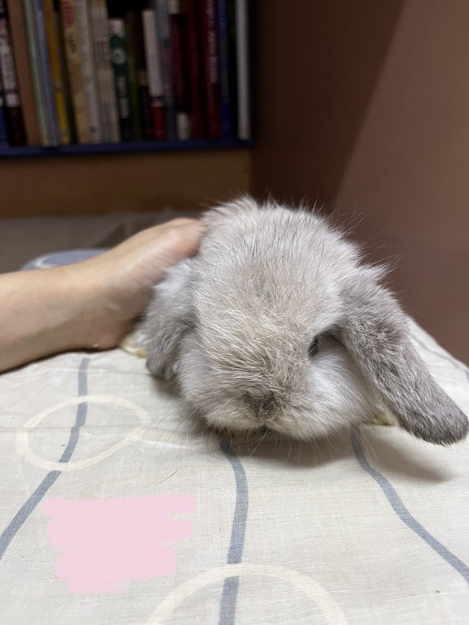 Gabby - Holland Lop Rabbit