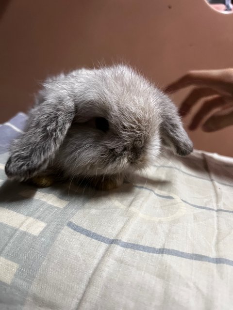 Gabby - Holland Lop Rabbit