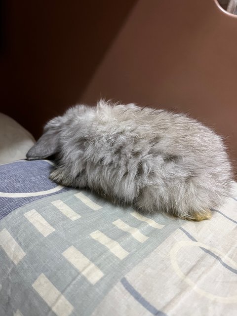 Gabby - Holland Lop Rabbit