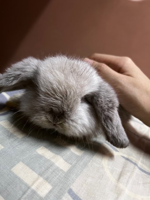 Gabby - Holland Lop Rabbit