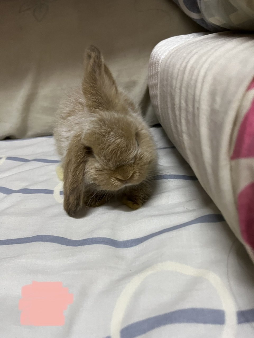 Dora - Holland Lop Rabbit