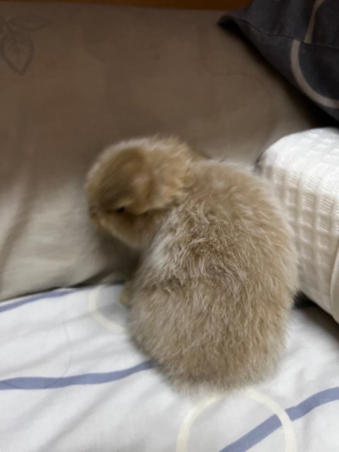 Dora - Holland Lop Rabbit