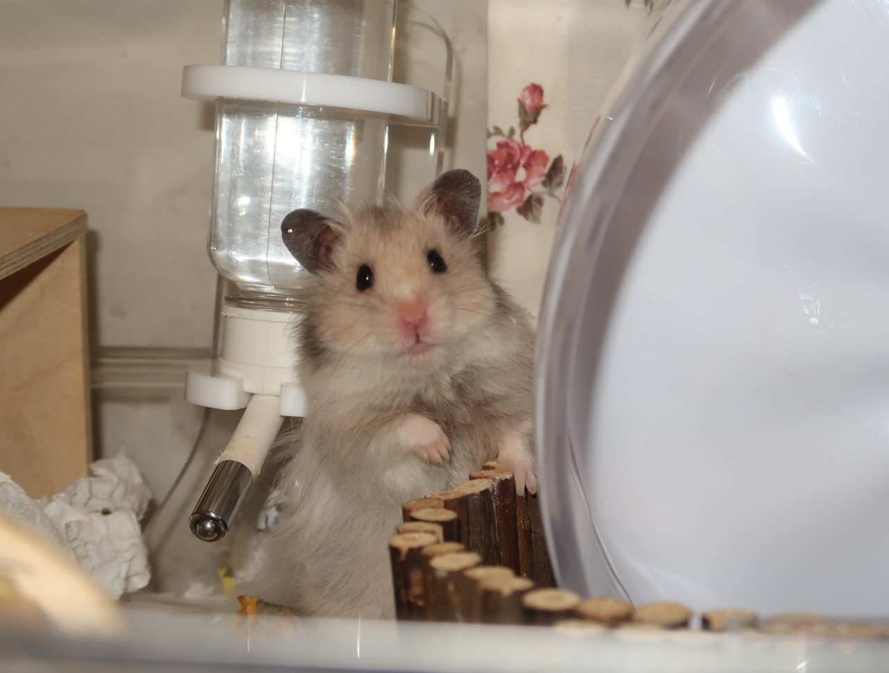 Kiko - Syrian / Golden Hamster Hamster