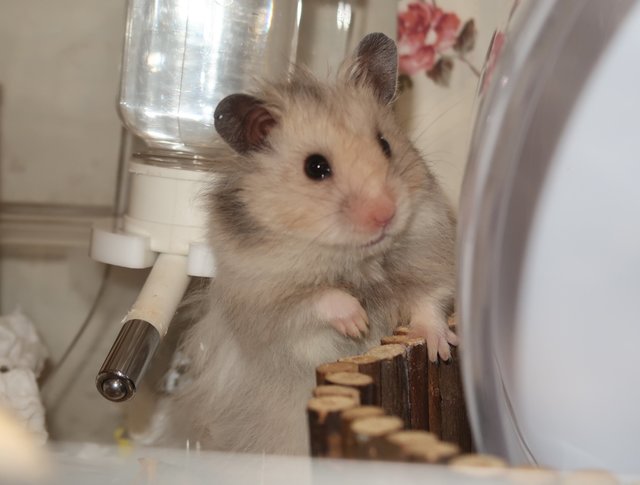 Kiko - Syrian / Golden Hamster Hamster