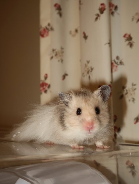 Kiko - Syrian / Golden Hamster Hamster