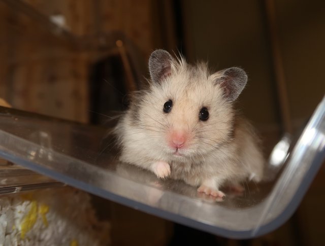 Kiko - Syrian / Golden Hamster Hamster