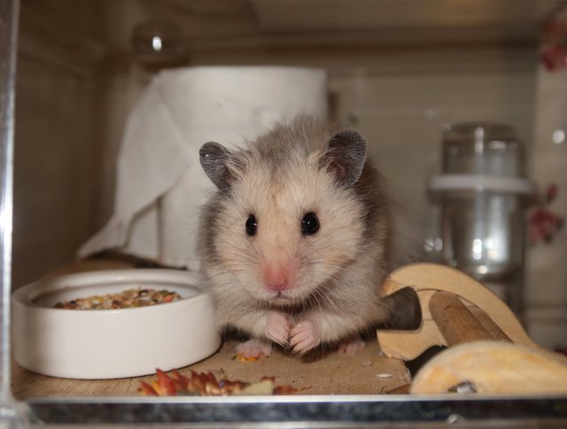 Kiko - Syrian / Golden Hamster Hamster