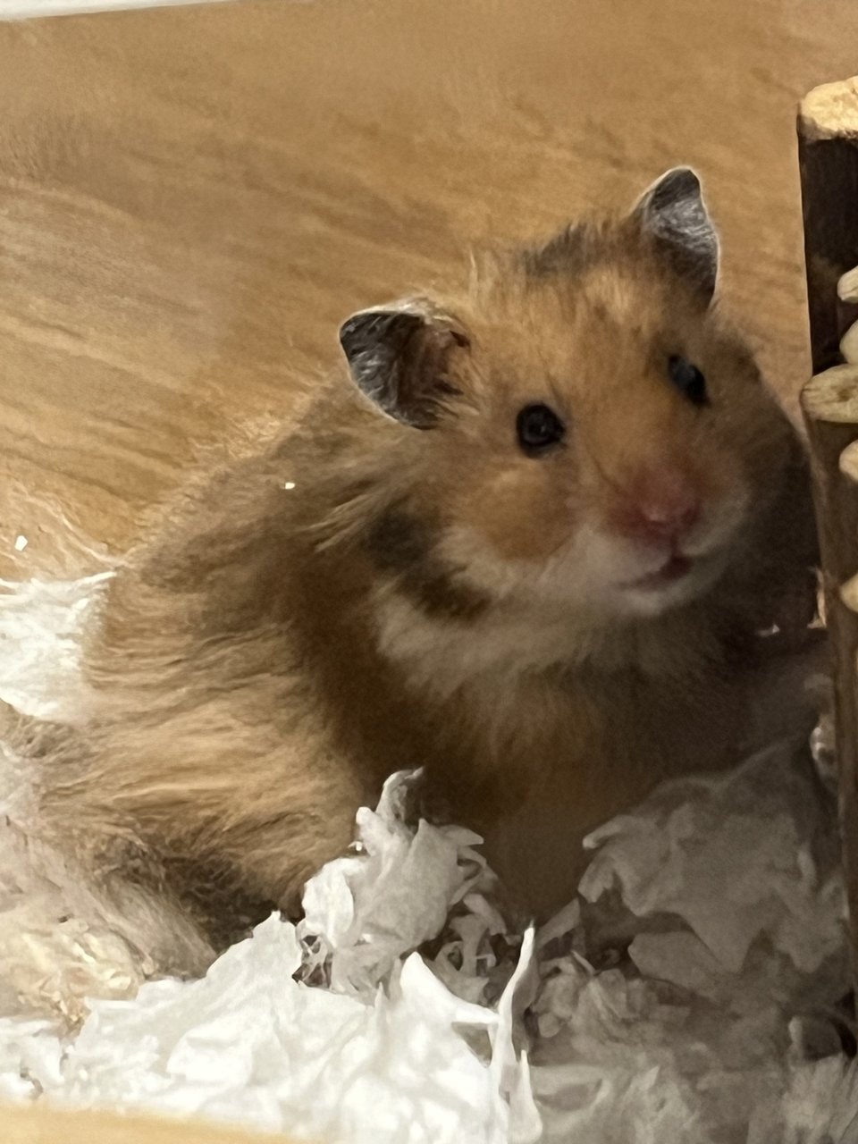 Oyen - Syrian / Golden Hamster Hamster