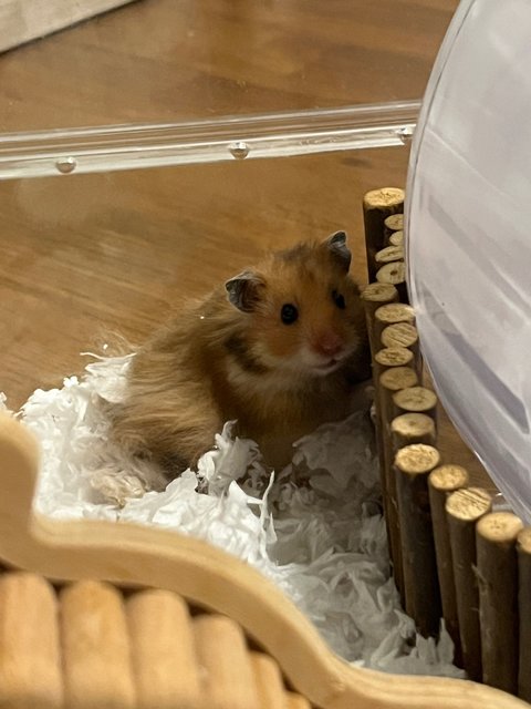 Oyen - Syrian / Golden Hamster Hamster