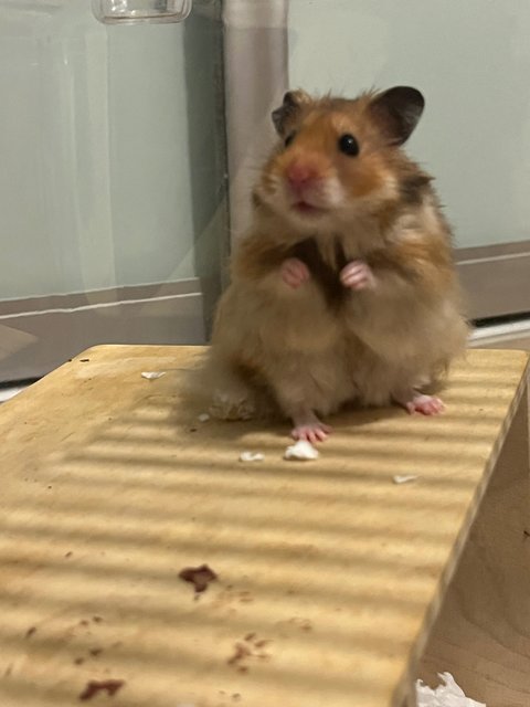 Oyen - Syrian / Golden Hamster Hamster