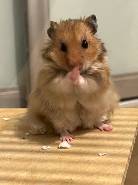 Oyen - Syrian / Golden Hamster Hamster