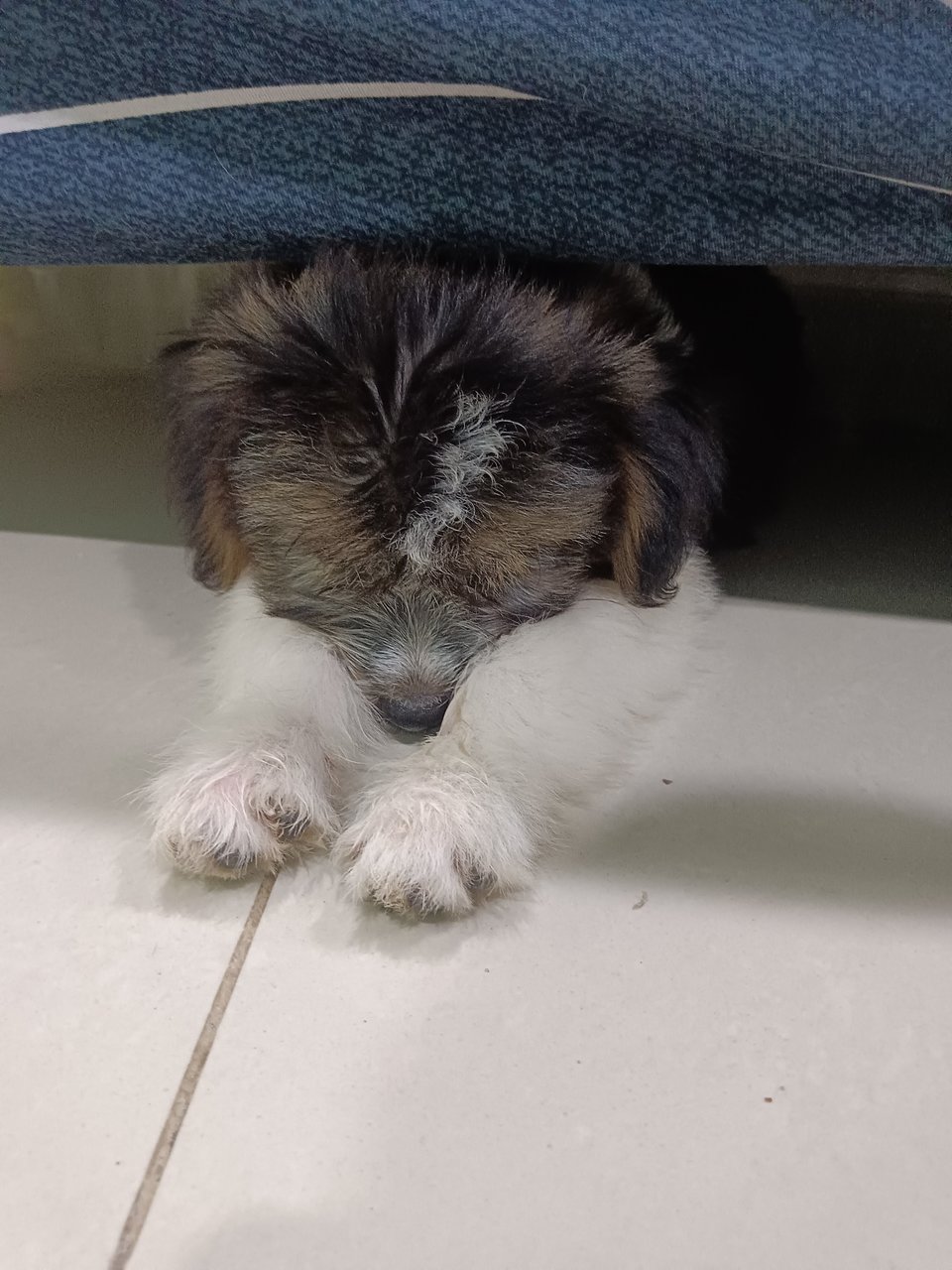 Unknown - Shih Tzu Mix Dog