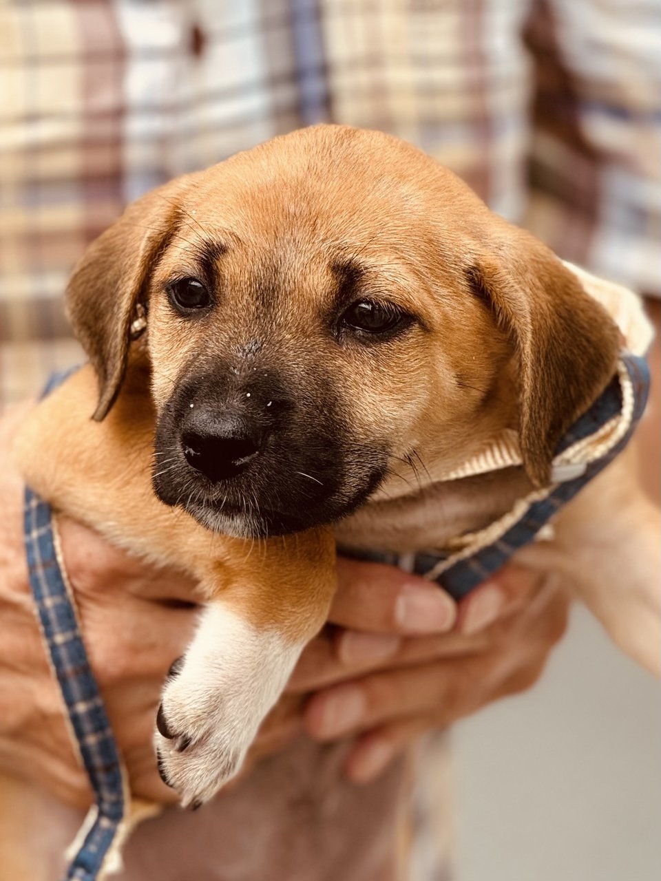 Goldie - Mixed Breed Dog