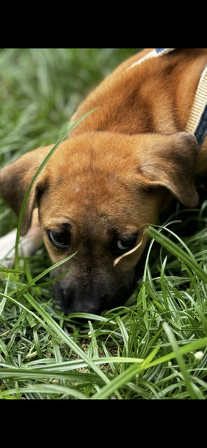 Goldie - Mixed Breed Dog