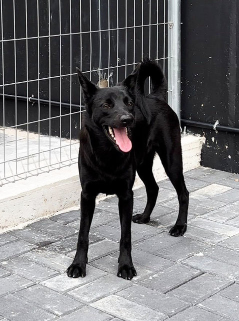 Neo - Shepherd Dog