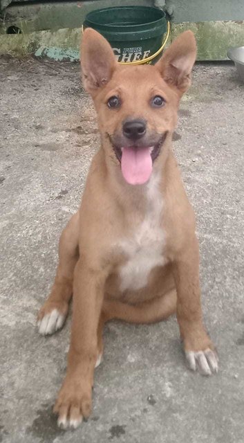 Alpha (K) - Mixed Breed Dog