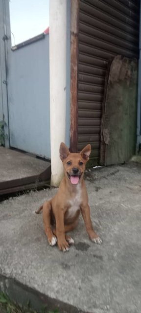 Alpha (K) - Mixed Breed Dog