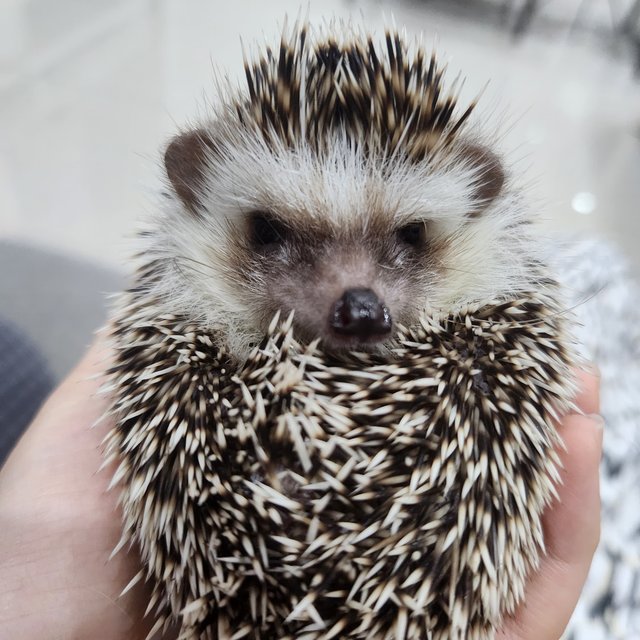 Chongchong - Hedgehog Small & Furry