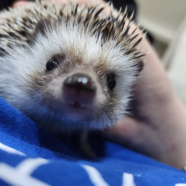 Chongchong - Hedgehog Small & Furry