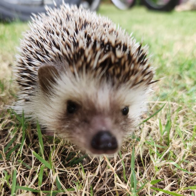 Chongchong - Hedgehog Small & Furry