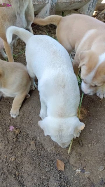 Whitey  - Mixed Breed Dog