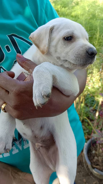 Whitey  - Mixed Breed Dog