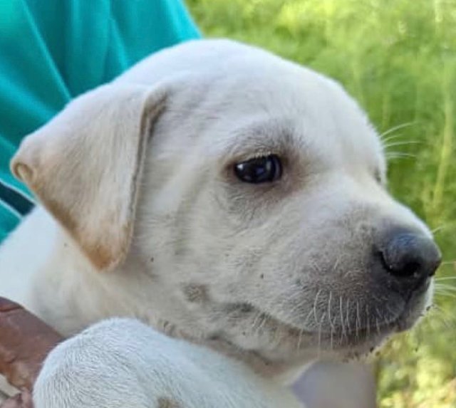 Whitey  - Mixed Breed Dog