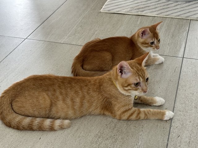 Chase &amp; Cotton - Domestic Short Hair Cat