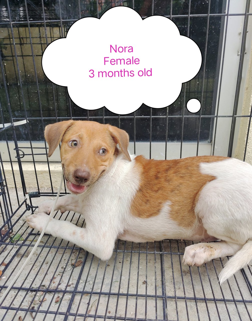 Nora  - Mixed Breed Dog