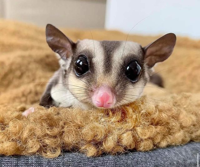 Lucy - Sugar Glider Small & Furry