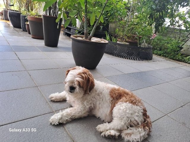 Podo Podo - Shih Tzu Dog