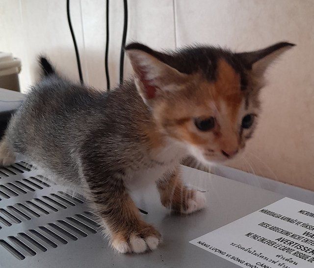 Bubble - Domestic Short Hair Cat