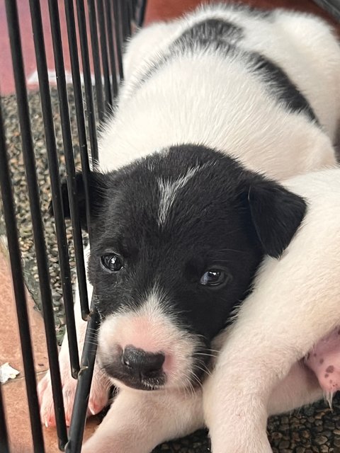 Cow Cow - Mixed Breed Dog