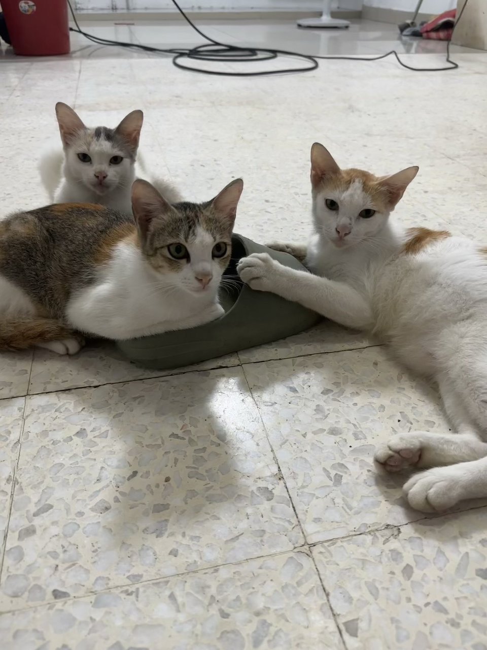 White/ginger/ Tri Colour - Domestic Short Hair + Domestic Medium Hair Cat