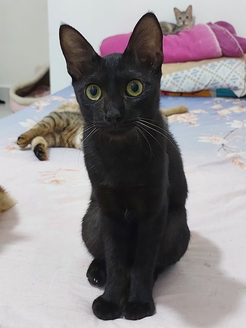 Sobaa - Domestic Short Hair Cat