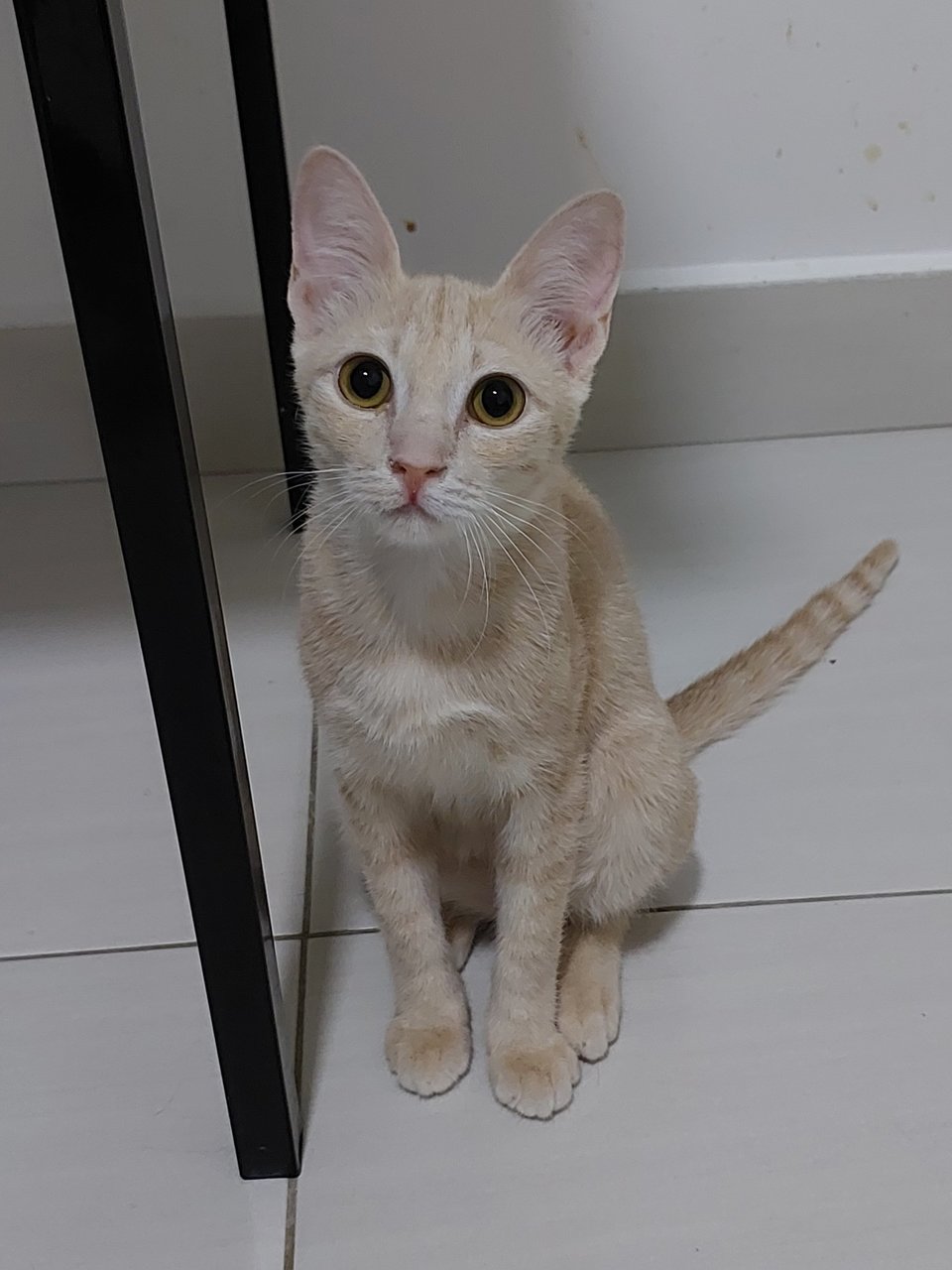 Saleem - Domestic Short Hair Cat