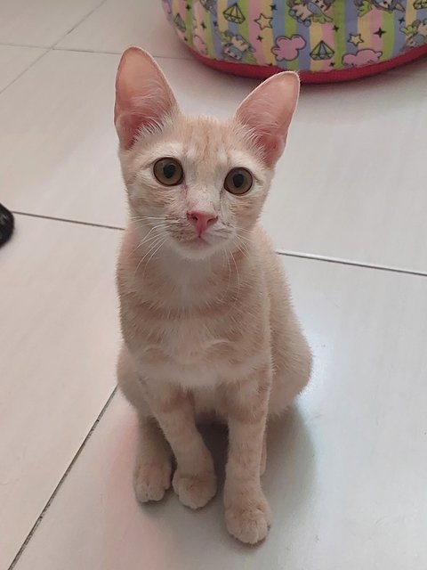 Saleem - Domestic Short Hair Cat