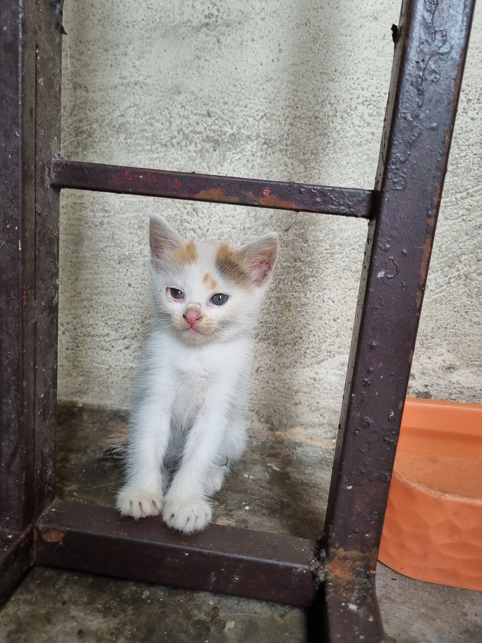 Naa - Domestic Medium Hair Cat