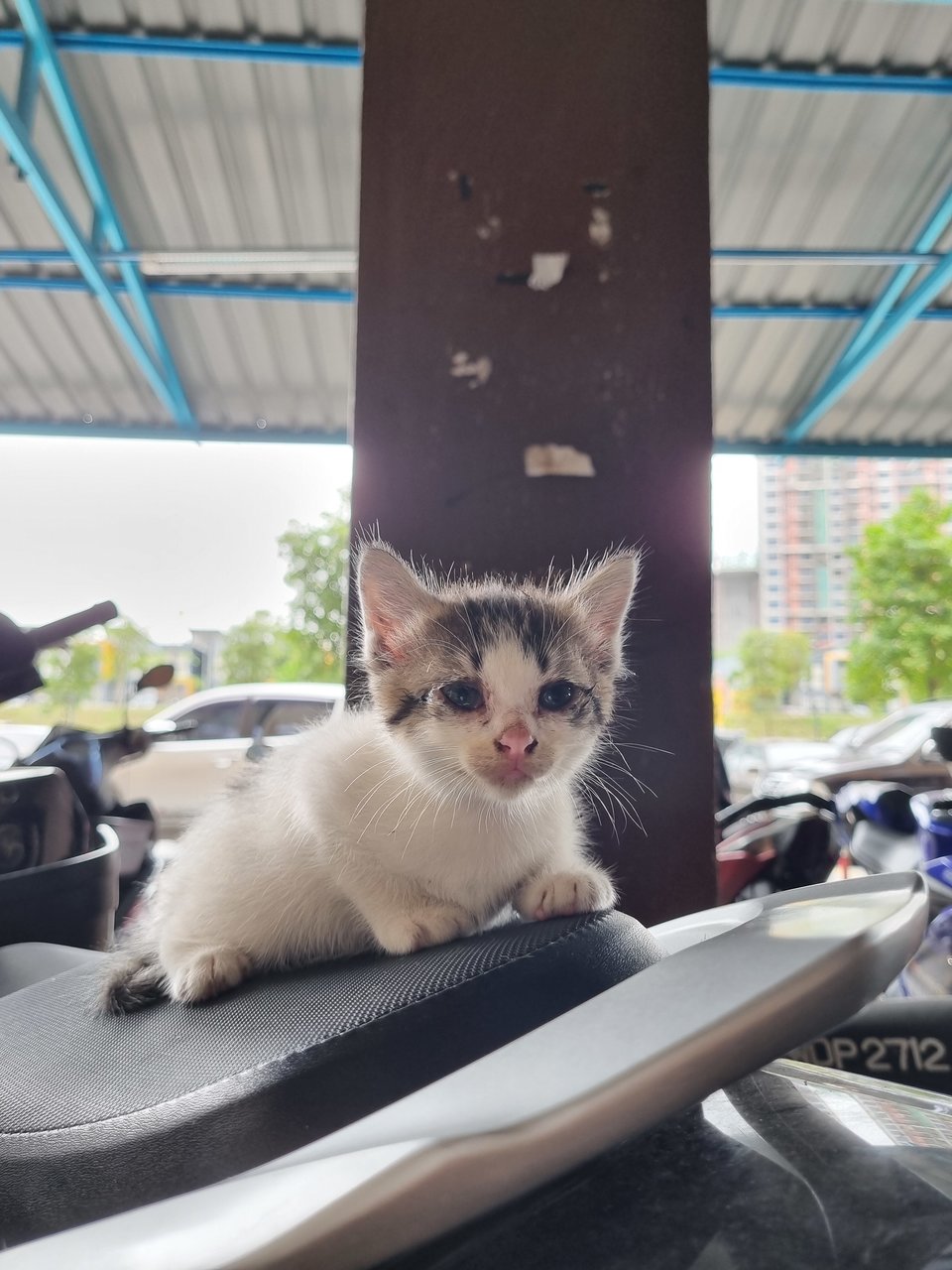 Bert - Domestic Medium Hair Cat