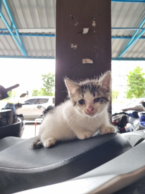 Bert - Domestic Medium Hair Cat