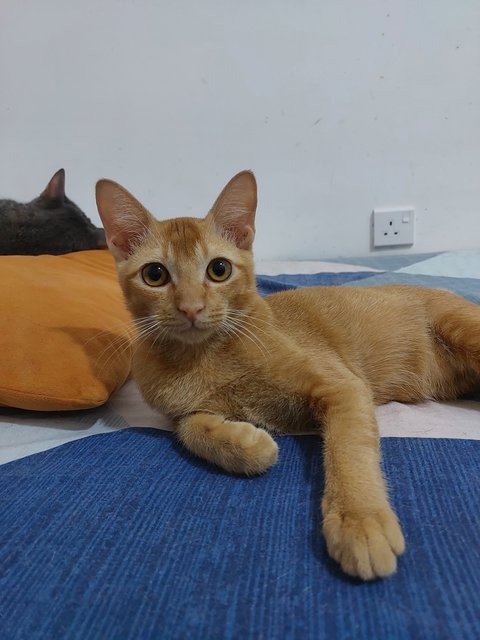 Simoon - Domestic Short Hair Cat