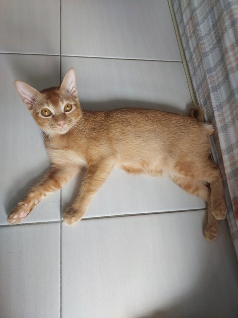 Simoon - Domestic Short Hair Cat