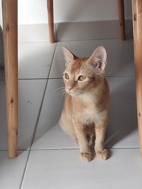 Simoon - Domestic Short Hair Cat