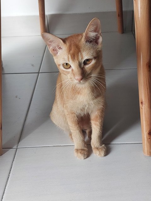 Simoon - Domestic Short Hair Cat