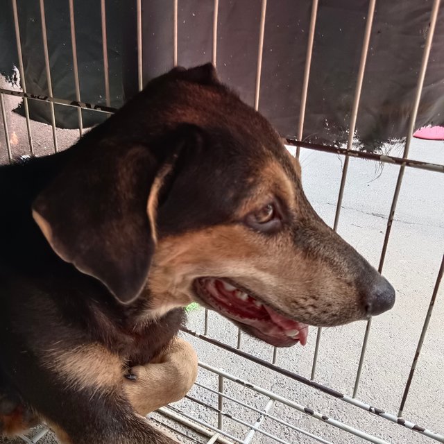 Maddox - Black and Tan Coonhound Mix Dog