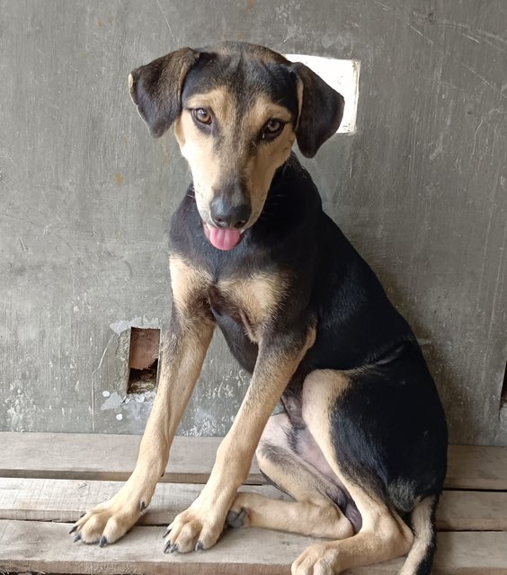 Maddox - Black and Tan Coonhound Mix Dog