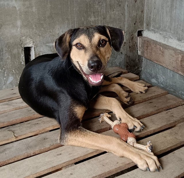 Maddox - Black and Tan Coonhound Mix Dog