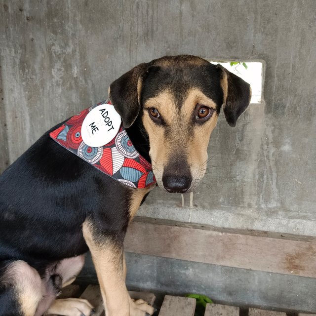 Maddox - Black and Tan Coonhound Mix Dog